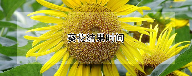 葵花結(jié)果時間