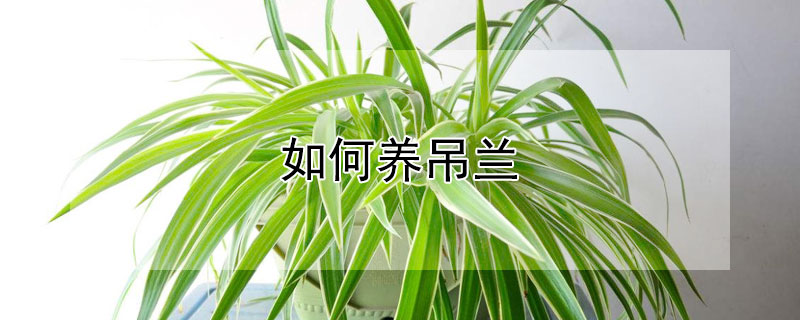 如何養(yǎng)吊蘭