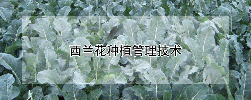 西蘭花種植管理技術(shù)