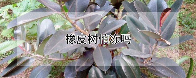 橡皮樹怕凍嗎