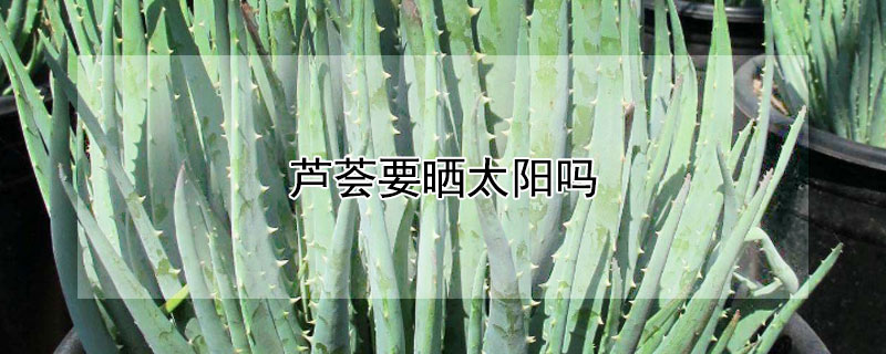 蘆薈要曬太陽嗎