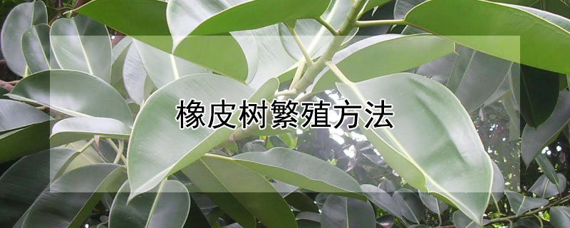 橡皮樹繁殖方法