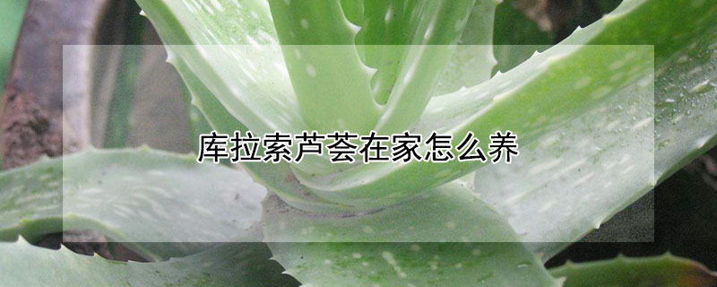 庫拉索蘆薈在家怎么養