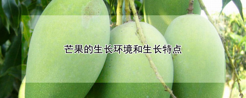 芒果的生長環(huán)境和生長特點