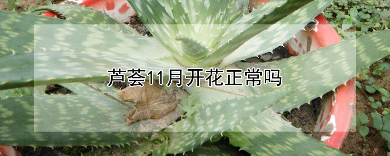 蘆薈11月開花正常嗎