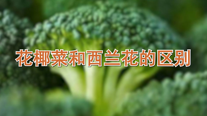 花椰菜和西蘭花的區(qū)別