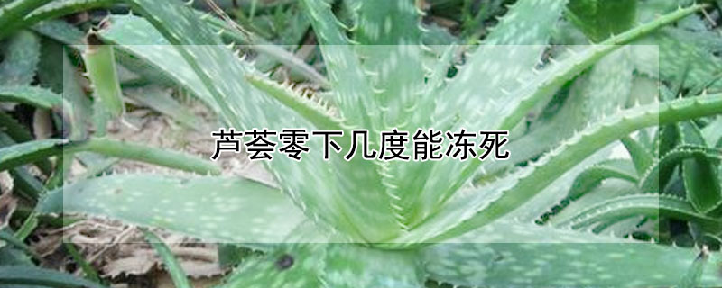 蘆薈零下幾度能凍死