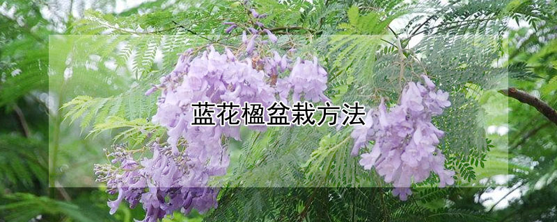 藍花楹盆栽方法