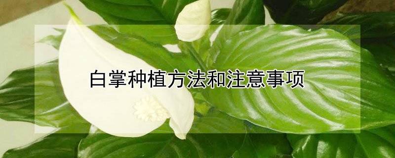 白掌種植方法和注意事項