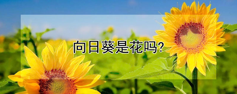 向日葵是花嗎?