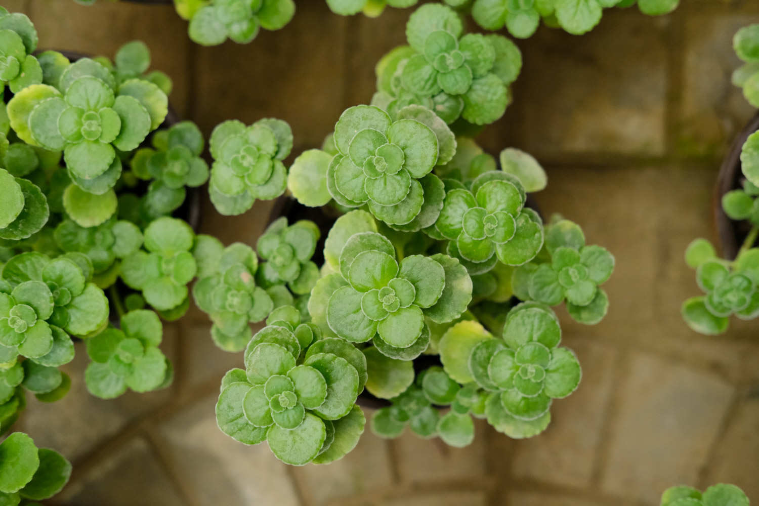 碰碰香怎樣開花