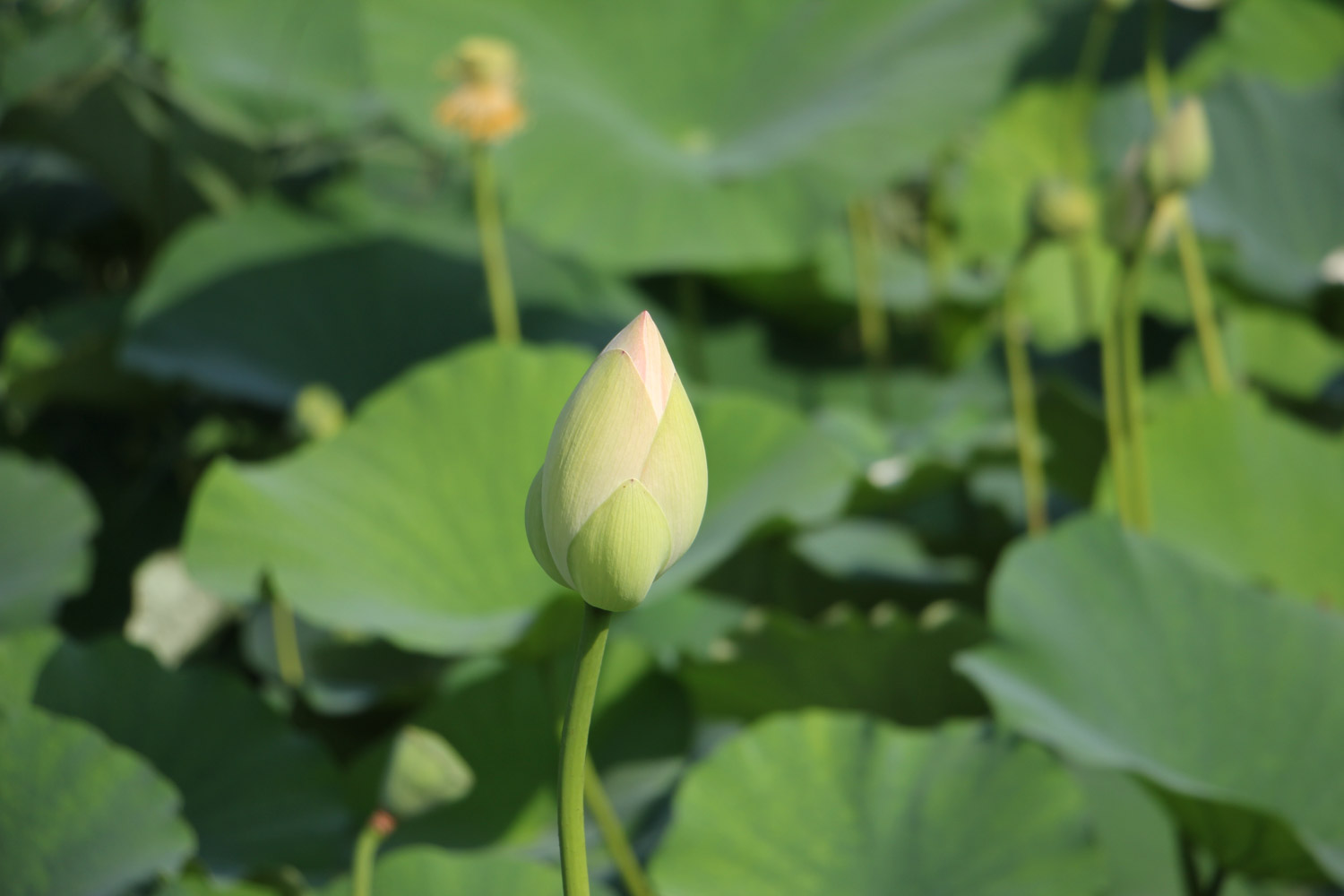 荷花種子的種植過(guò)程