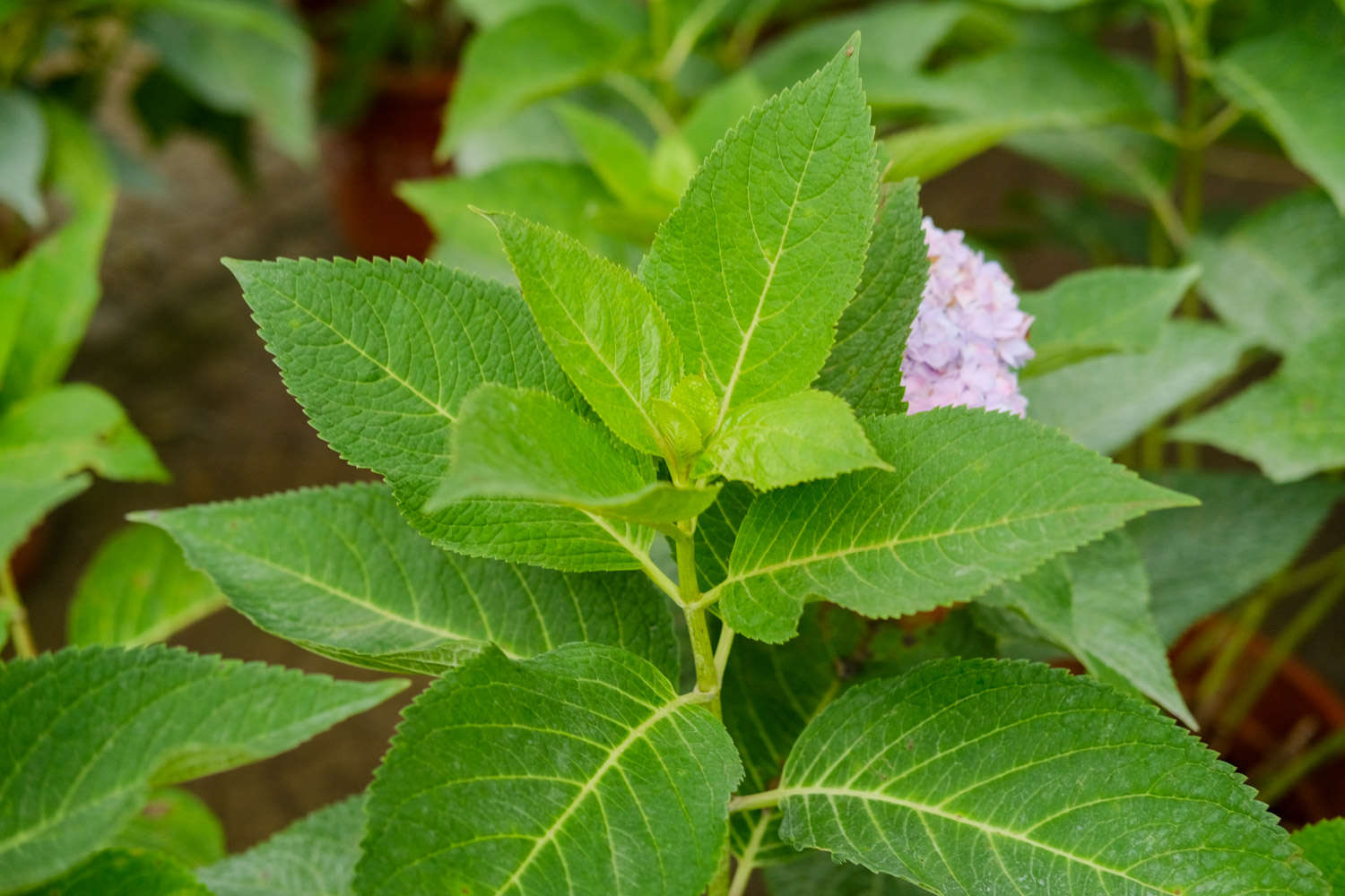 怎樣讓八仙花在春節(jié)開放