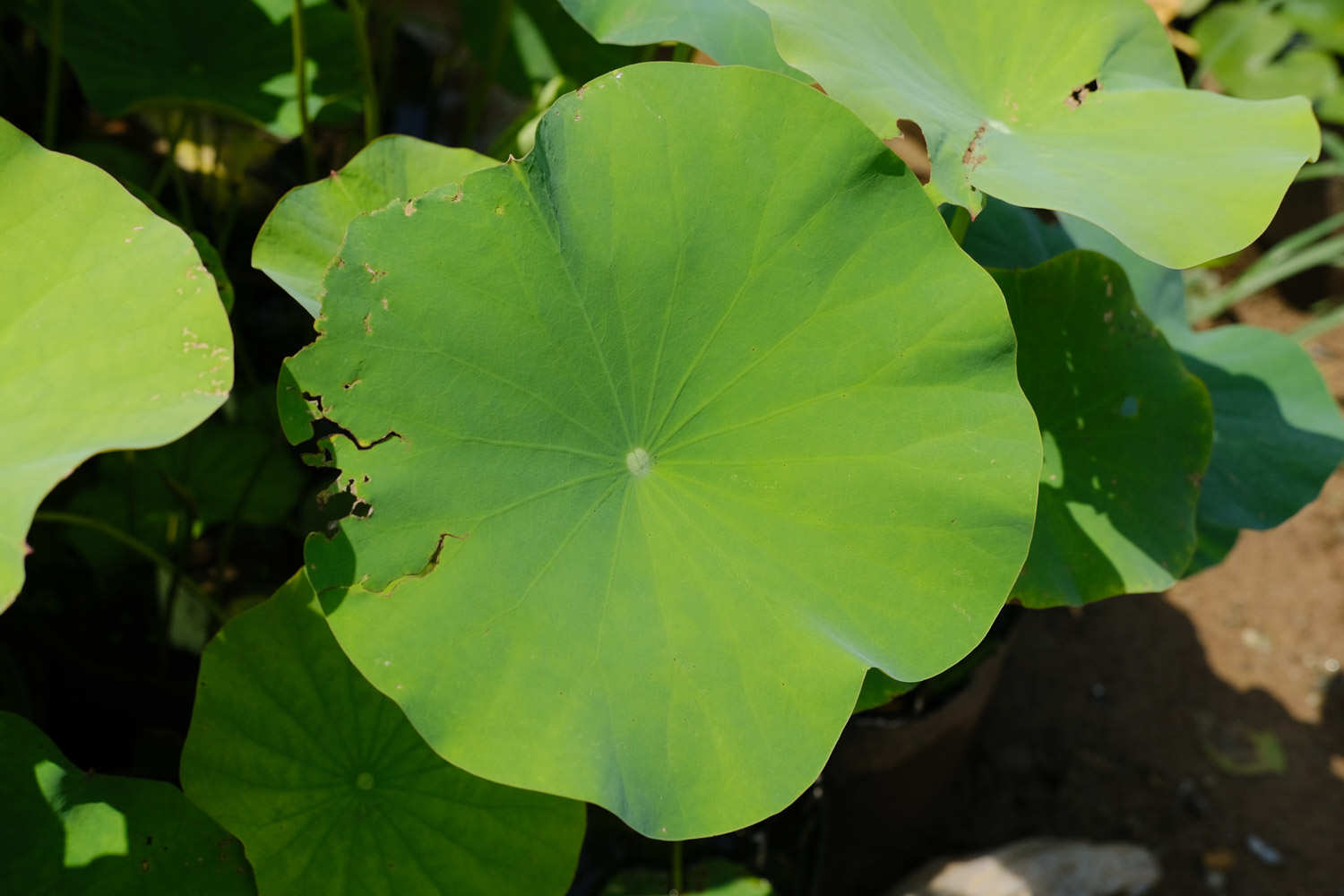 荷花種子怎么發芽