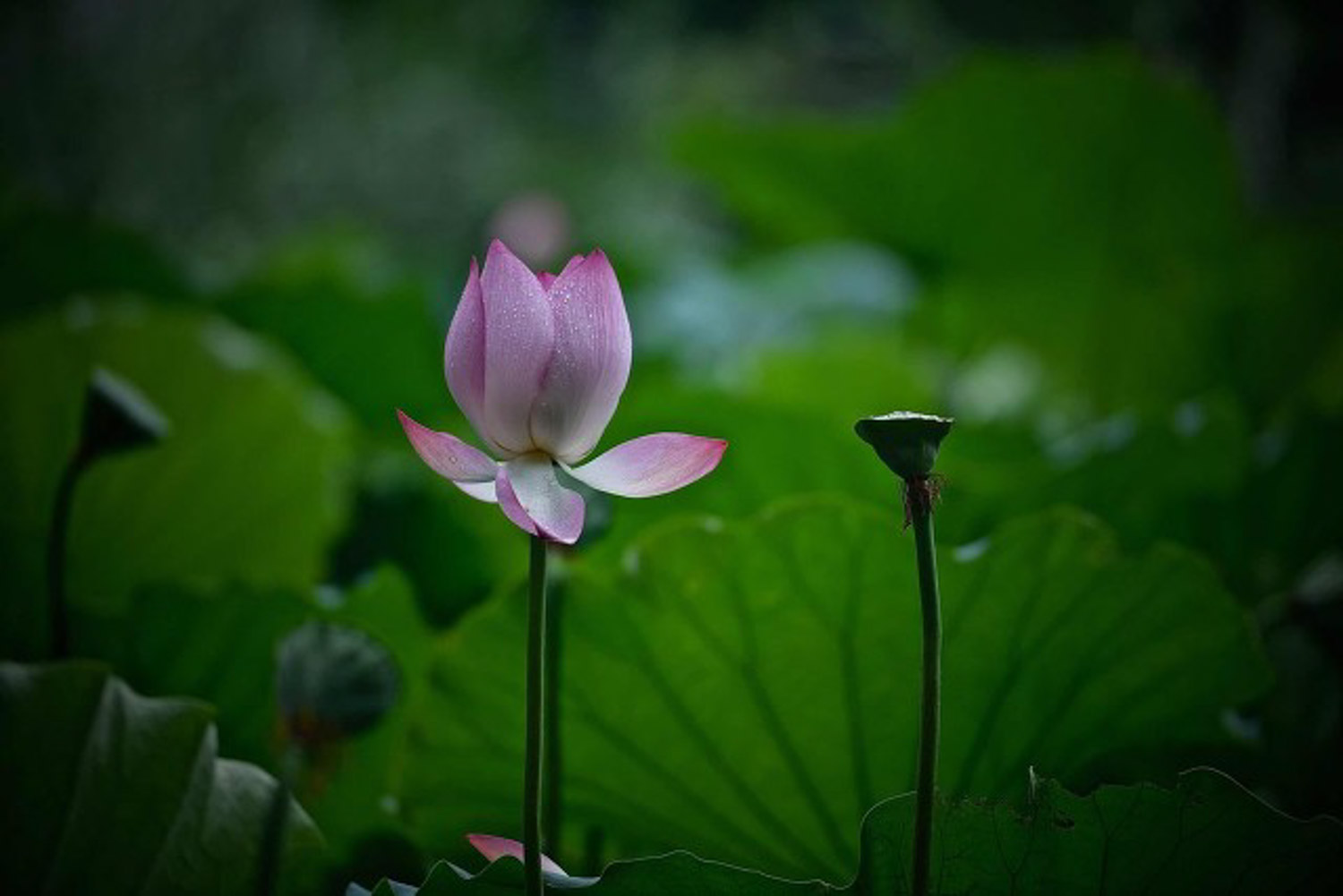 荷花種子怎么發芽