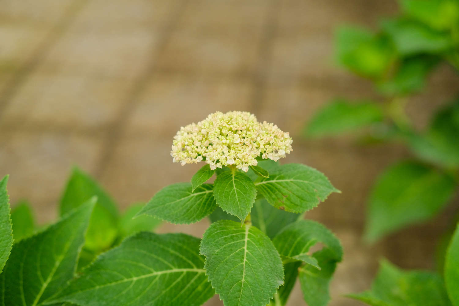 盆栽八仙花換盆及修剪方法