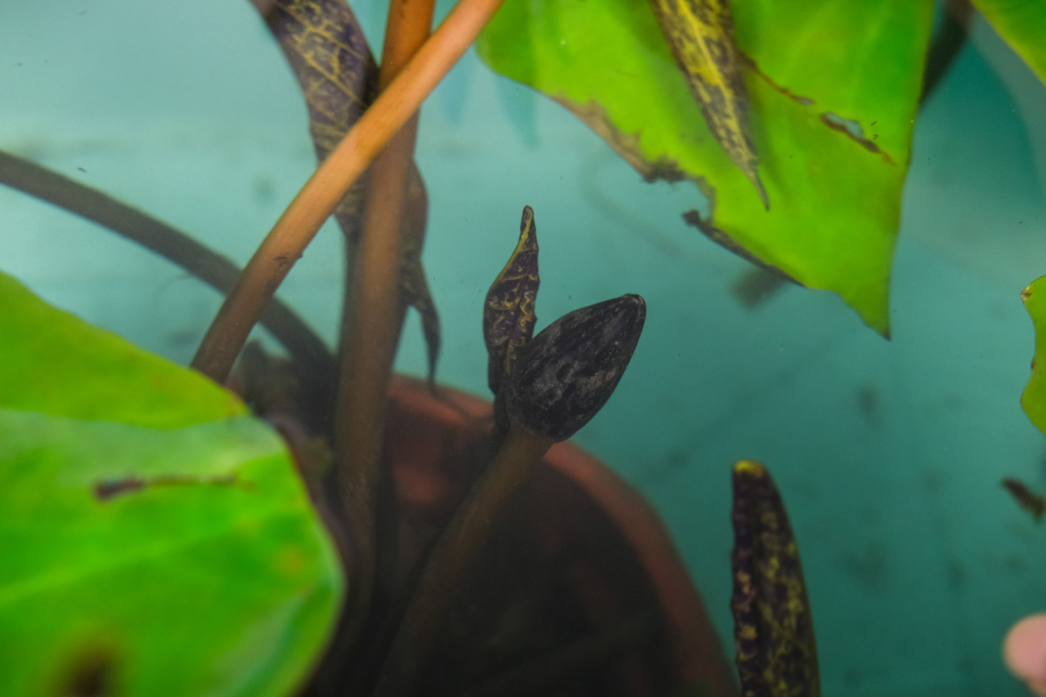 睡蓮的種植方法