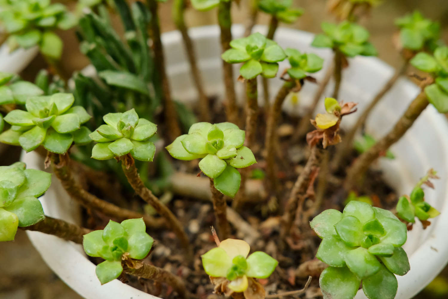 多肉種植技術(shù)