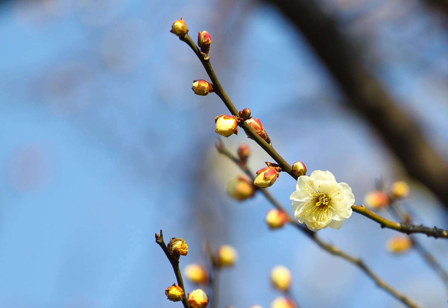 梅花怎么修剪枝葉