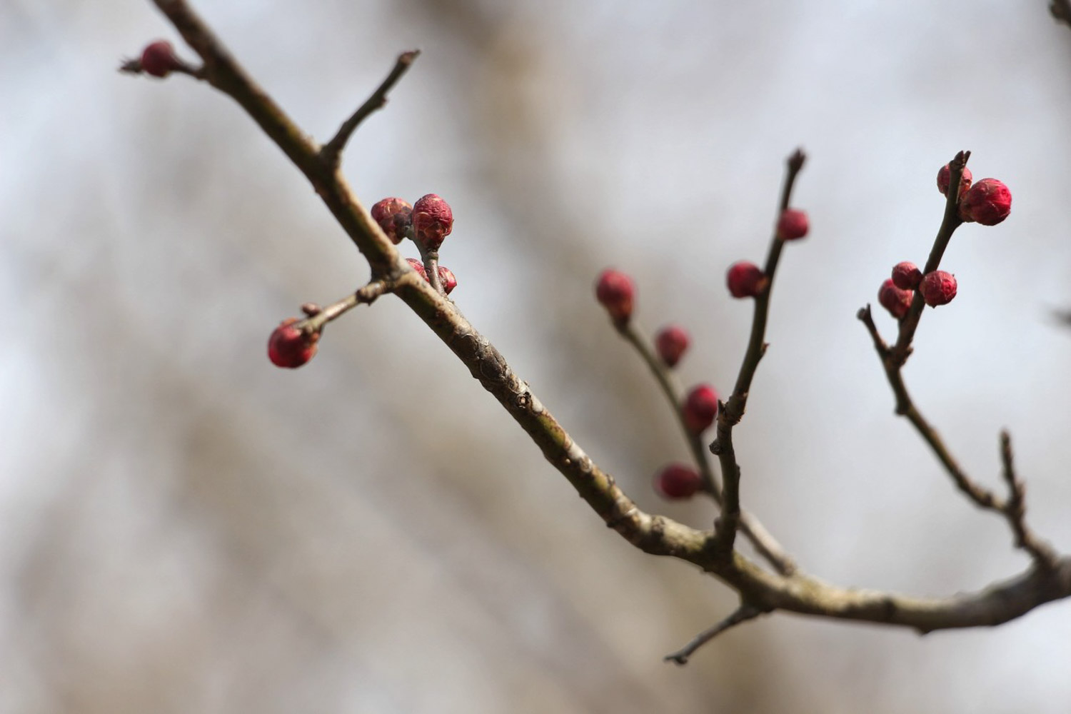 梅花為什么不開花