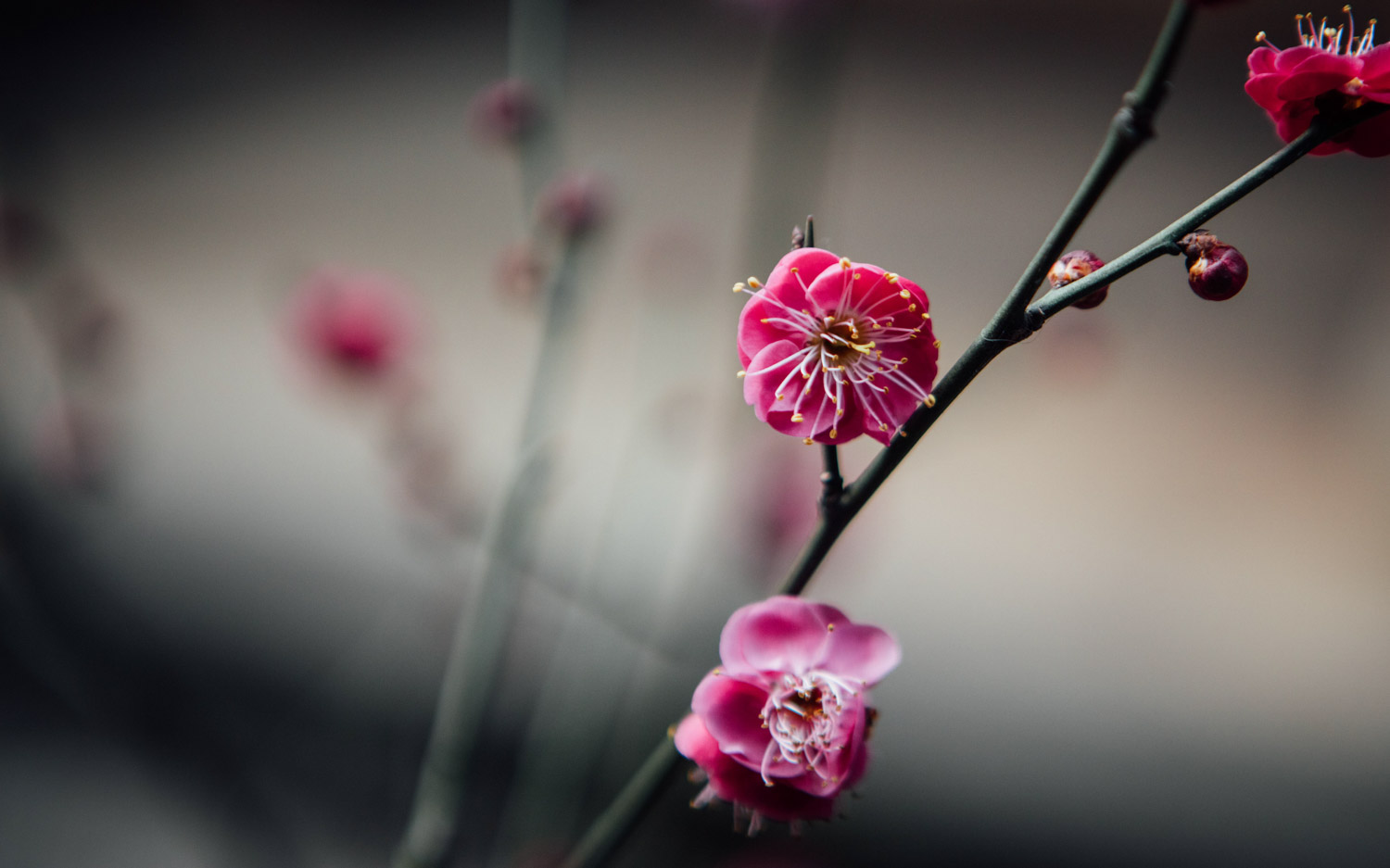 梅花的養殖方法