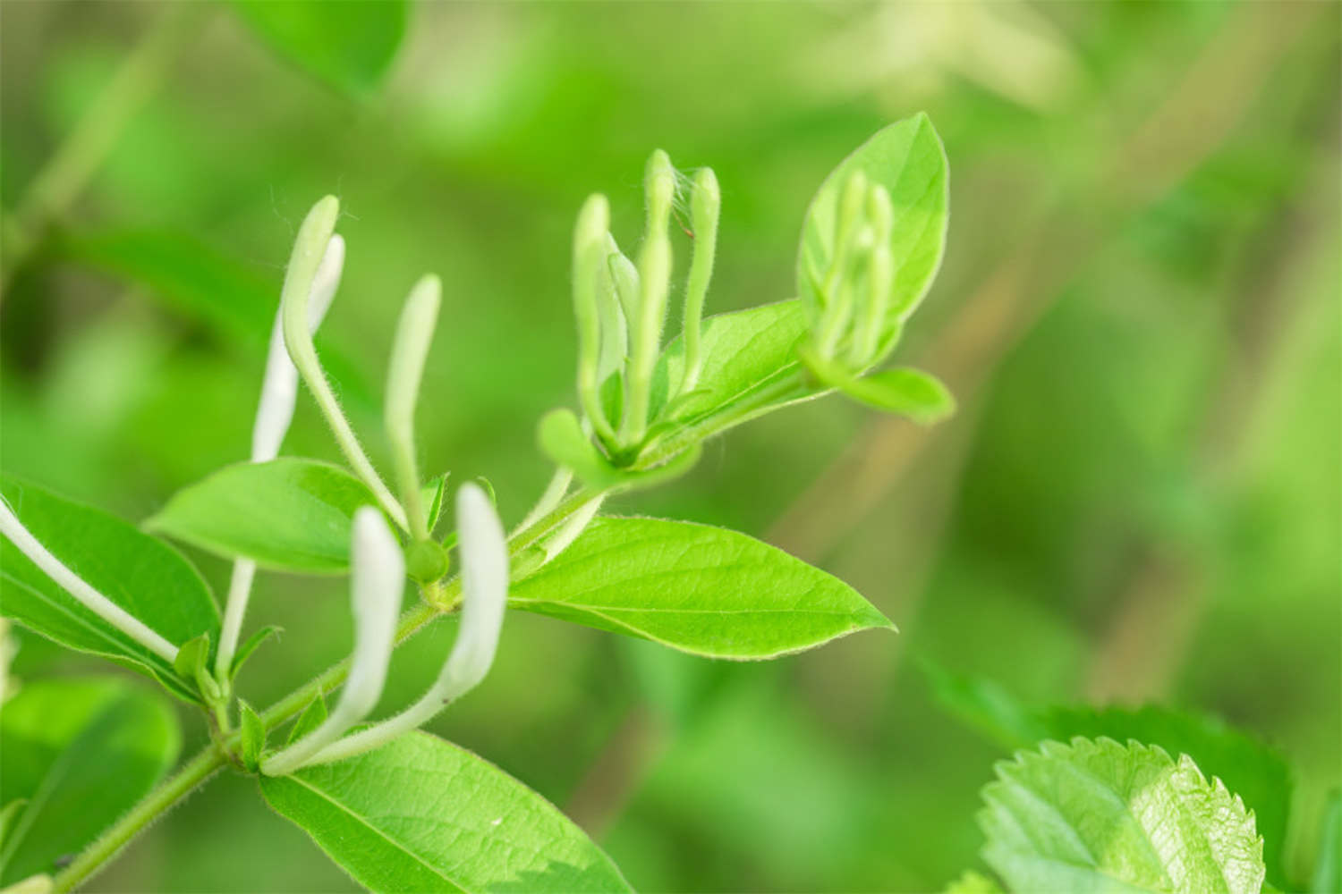 金銀花的家庭養(yǎng)護(hù)技巧大全