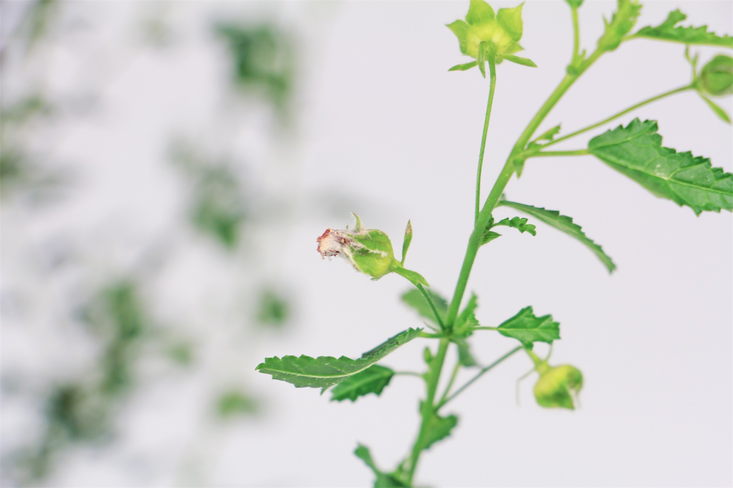 讓小木槿多開花的方法