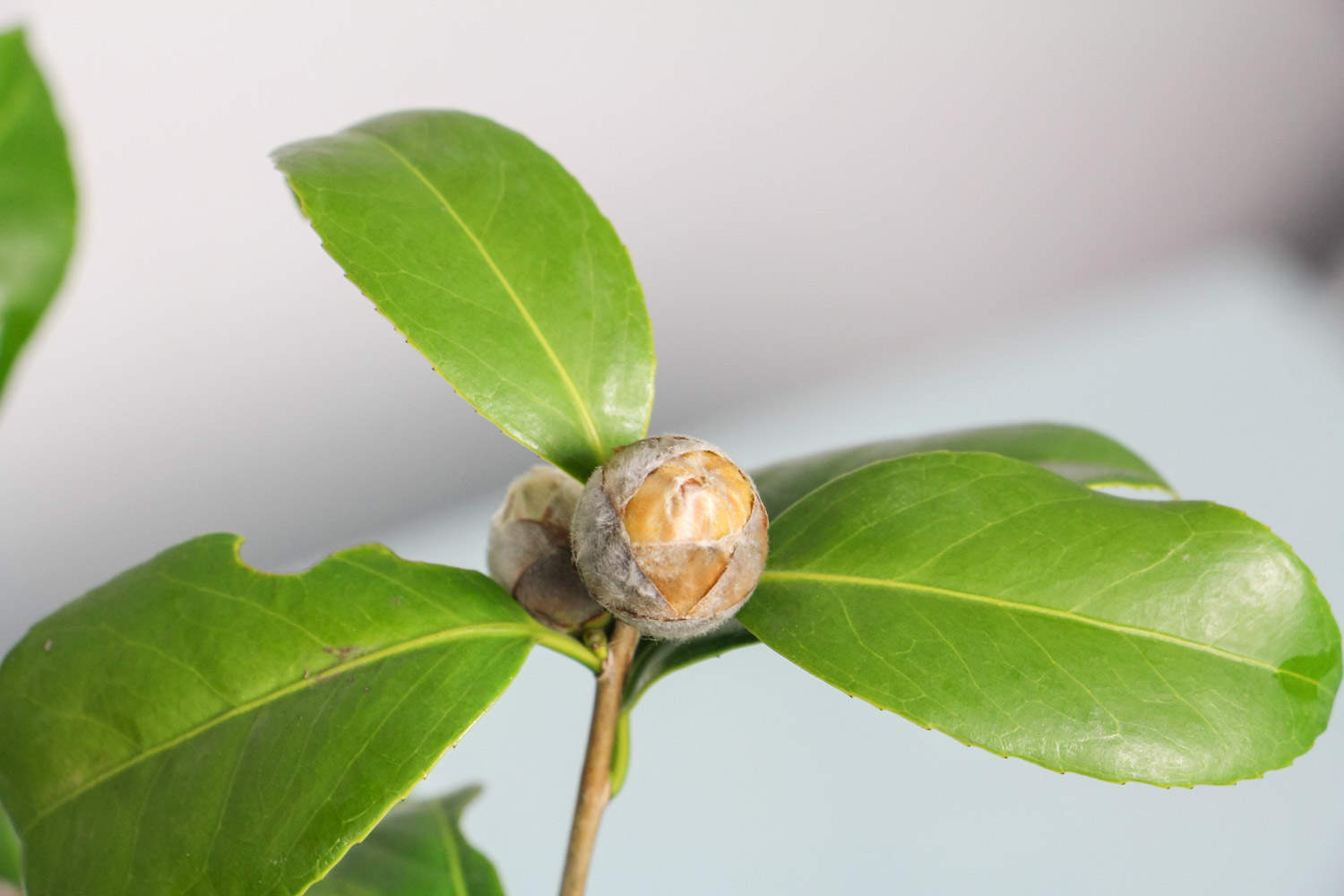 茶花怎么上盆