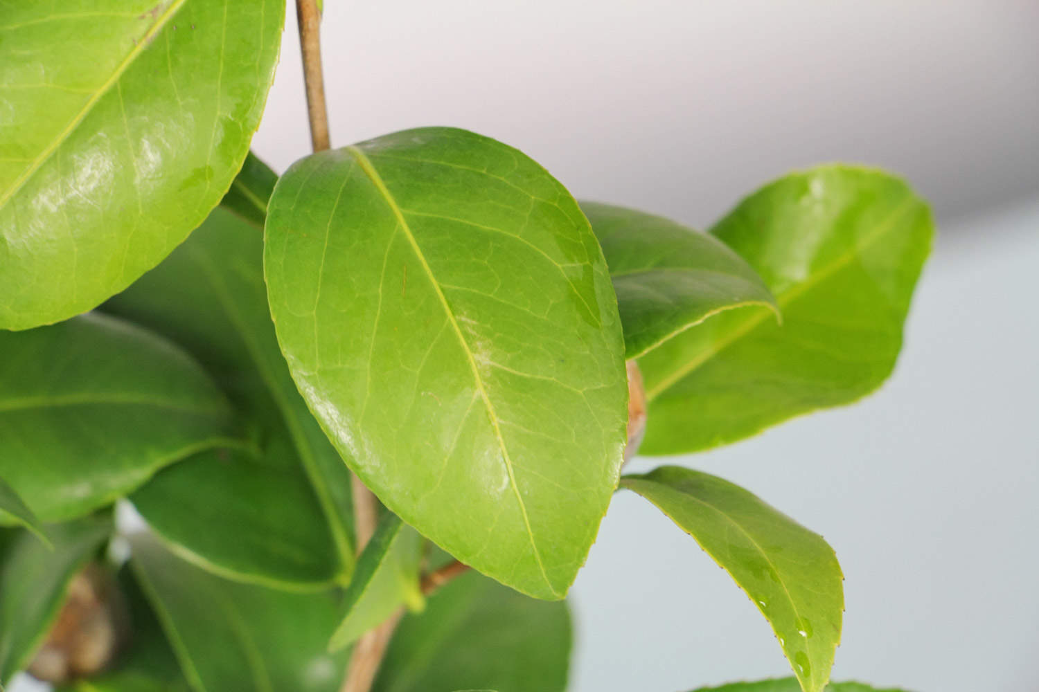 茶花怎么上盆