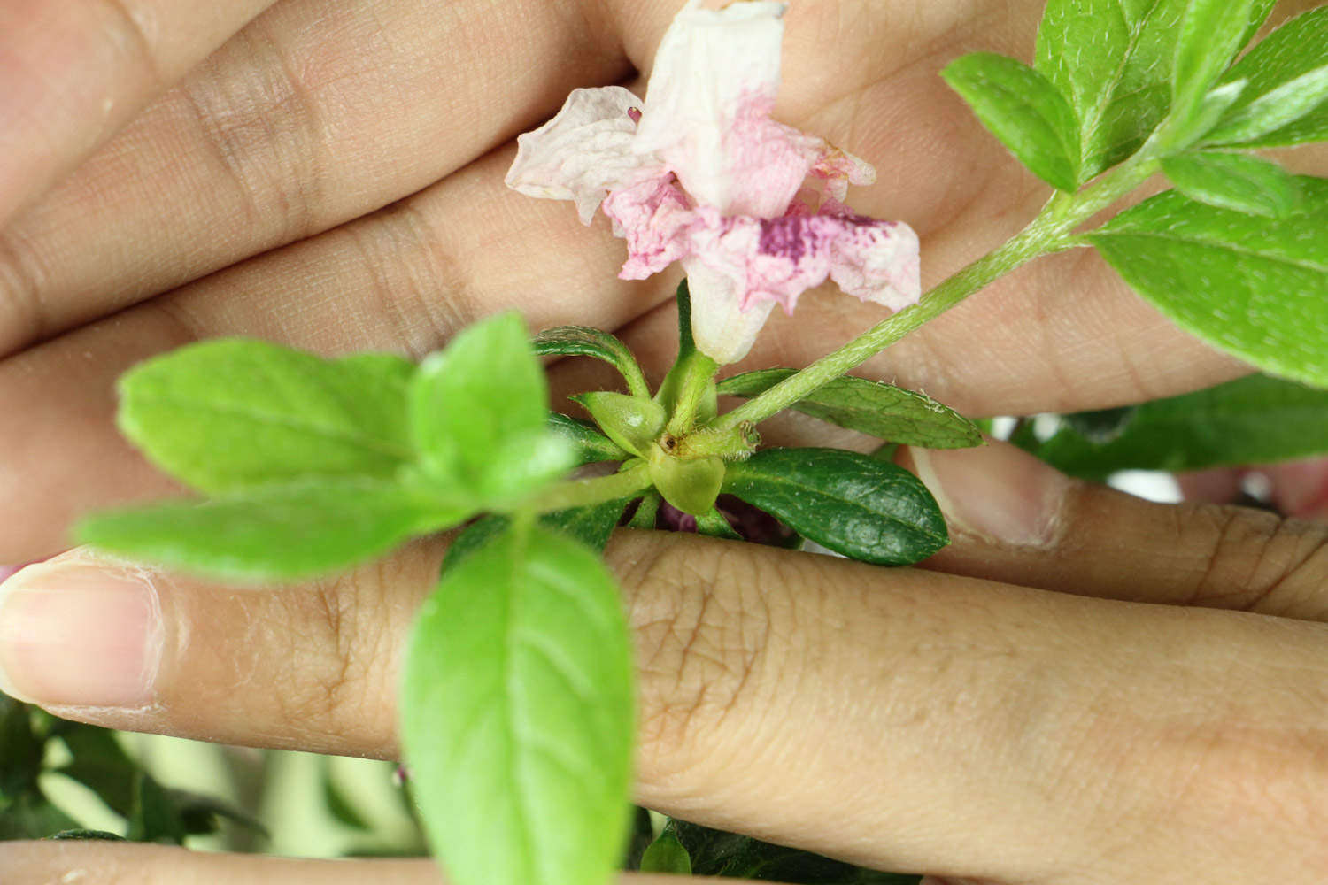 杜鵑花花期管理