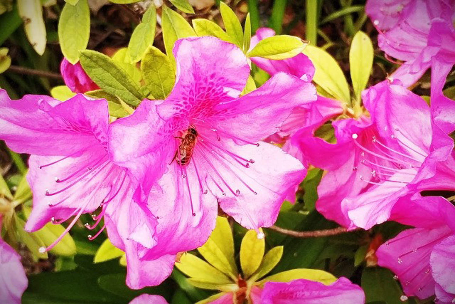 杜鵑花怎么澆水