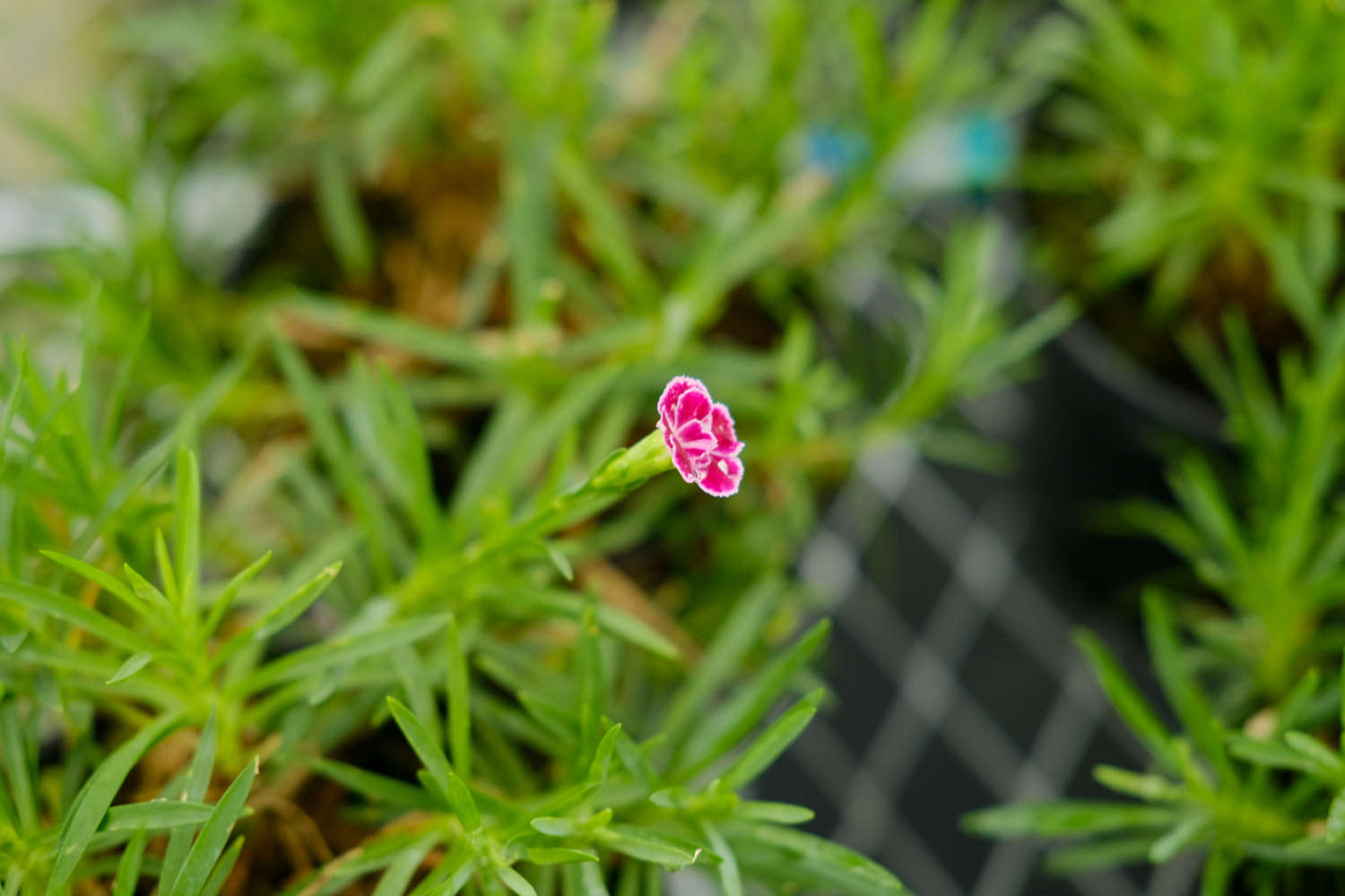 怎么延長康乃馨的花期