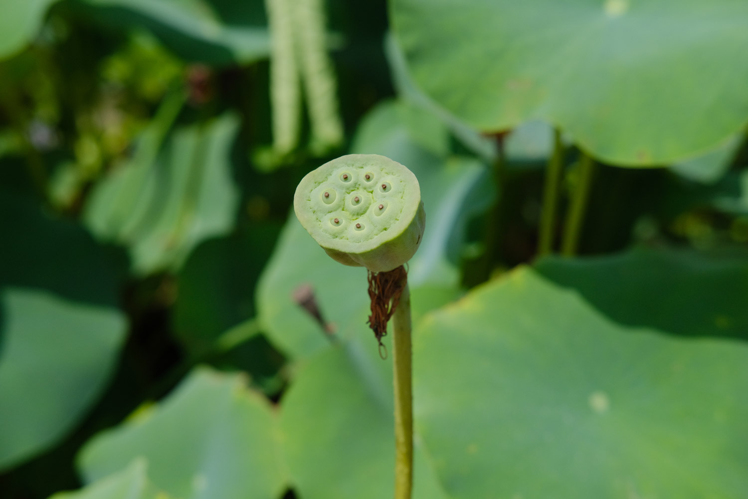 盆栽荷花用什么土