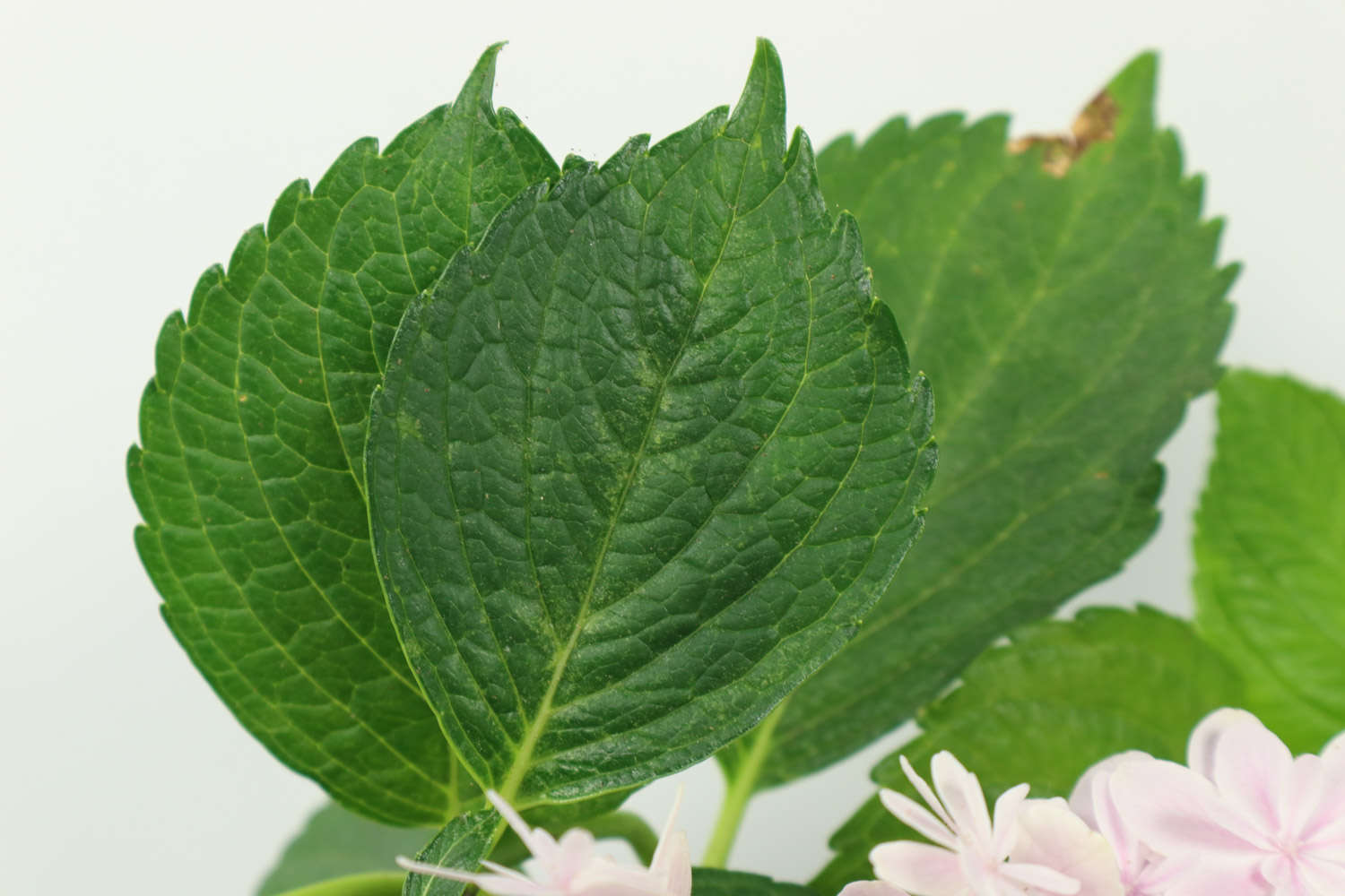 怎樣用芽插法繁殖八仙花(繡球花)