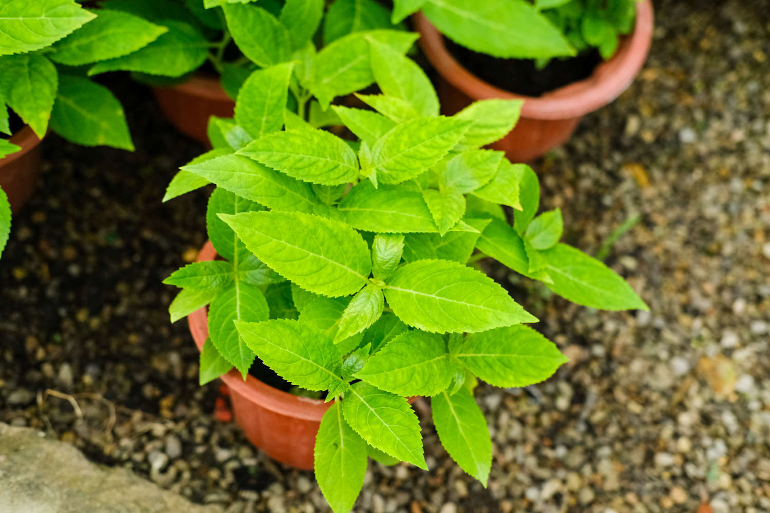 怎樣讓八仙花在春節開放