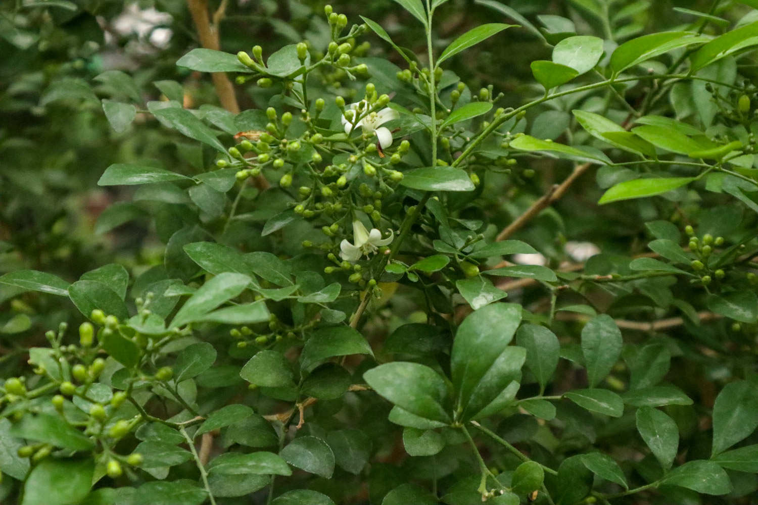 九里香葉子發(fā)黃怎么解決，怎么處理