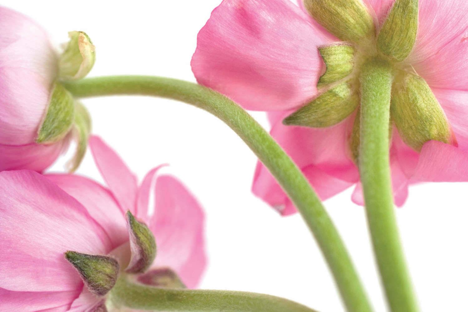 花毛茛葉子發黃怎么解決，怎么處理