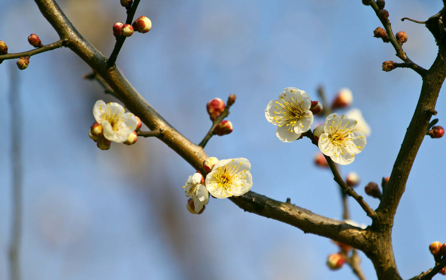 梅花葉子發黃怎么解決，怎么處理