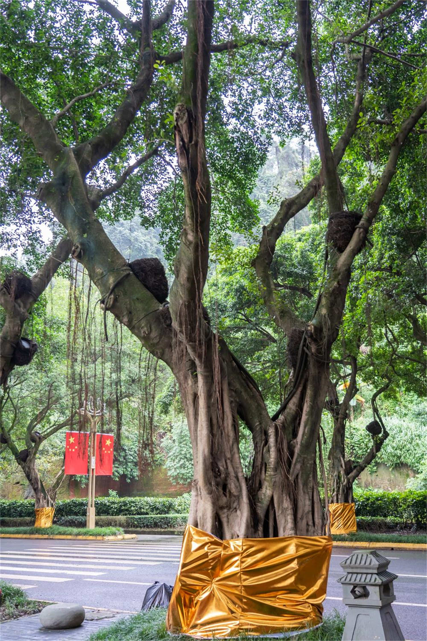 榕樹葉子發黃怎么解決，怎么處理