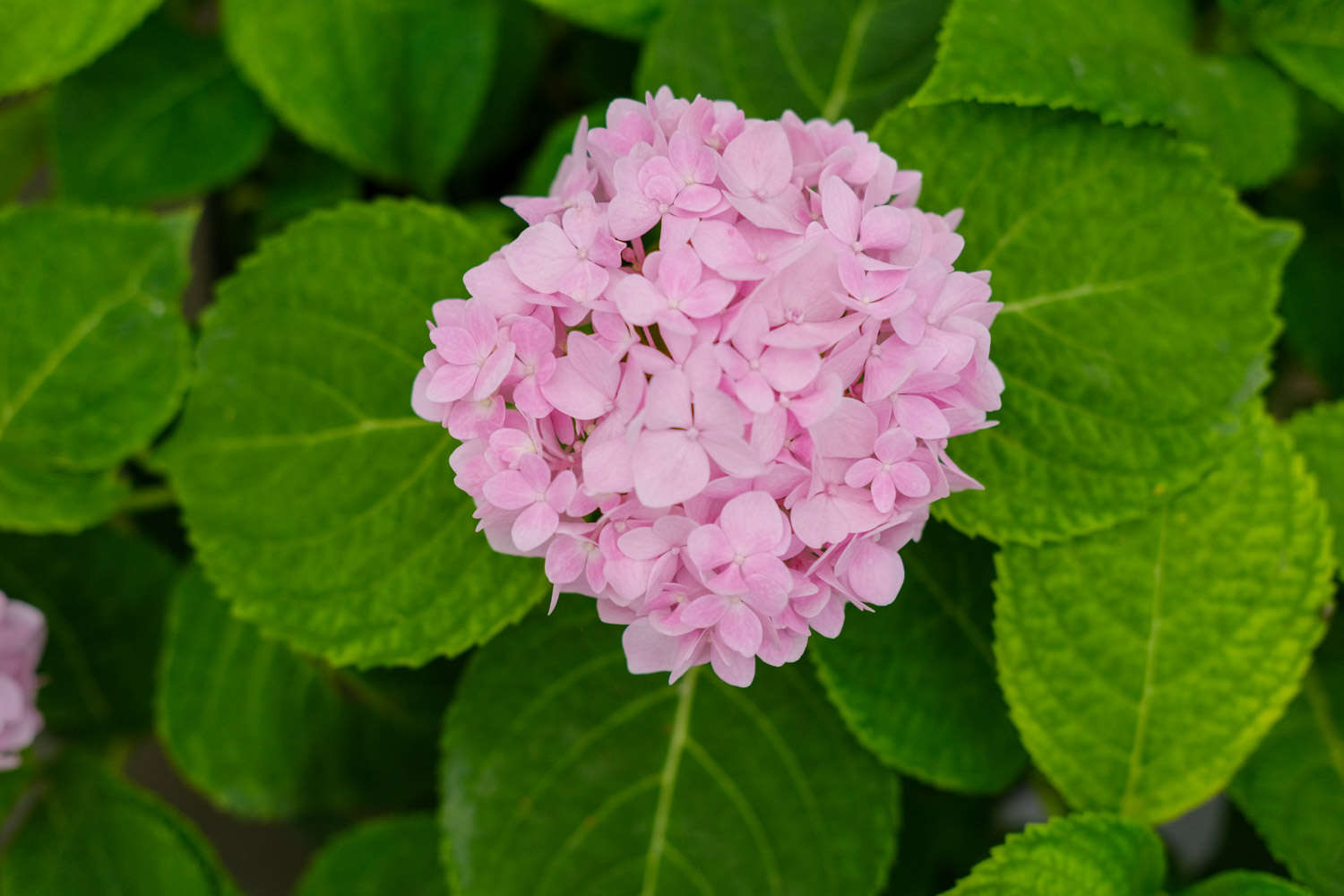 繡球花葉子發(fā)黃邊緣干枯怎么解決，怎么處理