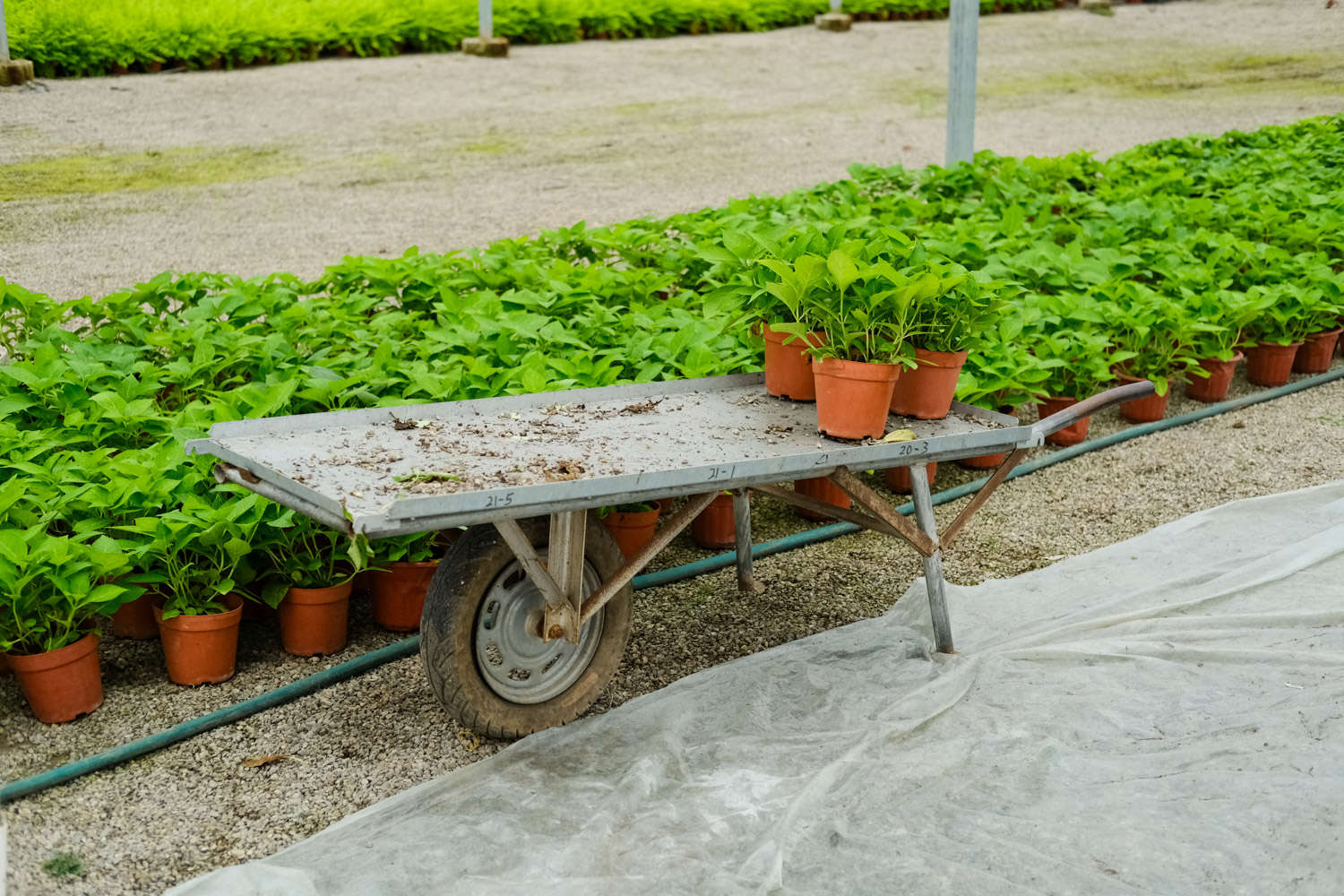 繡球花葉子發(fā)黃邊緣干枯怎么解決，怎么處理