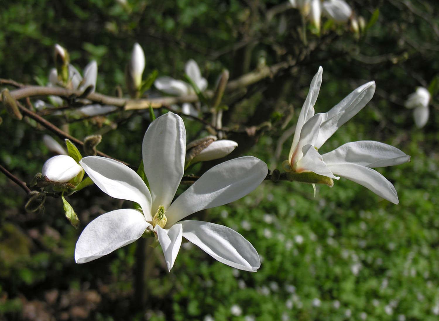 白蘭花的養(yǎng)殖方法和要注意的事項(xiàng)