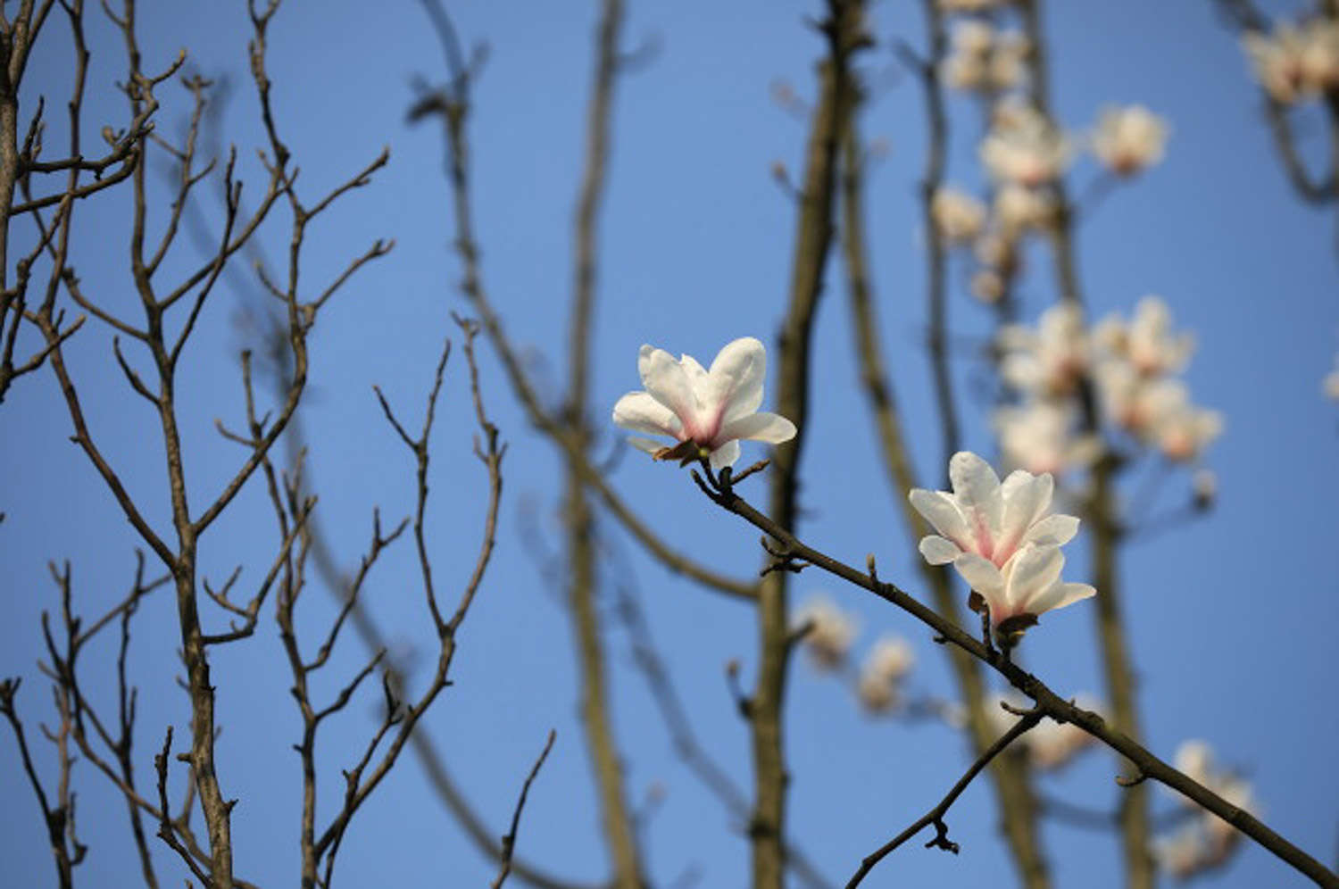 白蘭花的養(yǎng)殖方法和要注意的事項(xiàng)