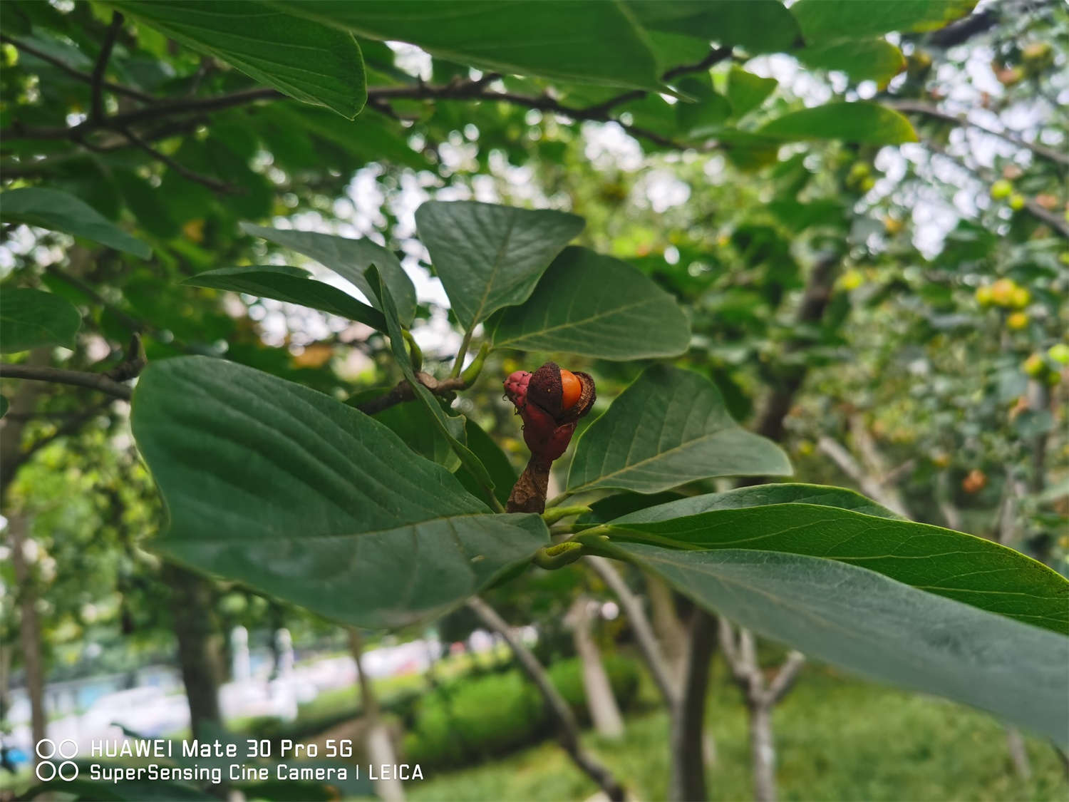 白蘭花可以修剪嗎