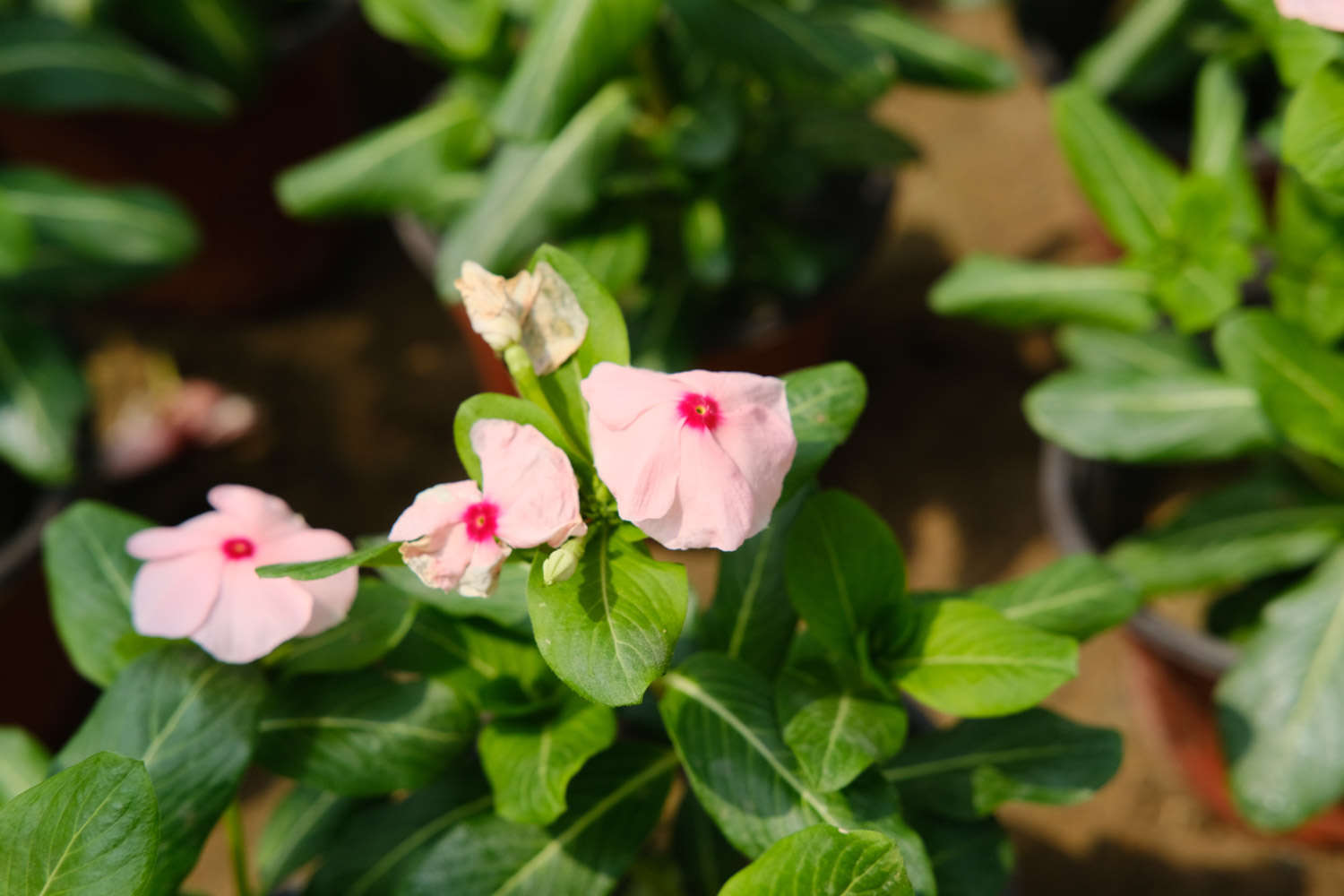 長春花黃葉子怎么回事