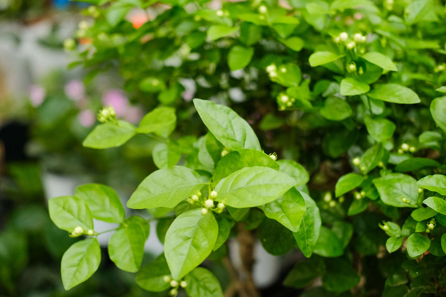 茉莉花掉葉子怎么解決，怎么處理