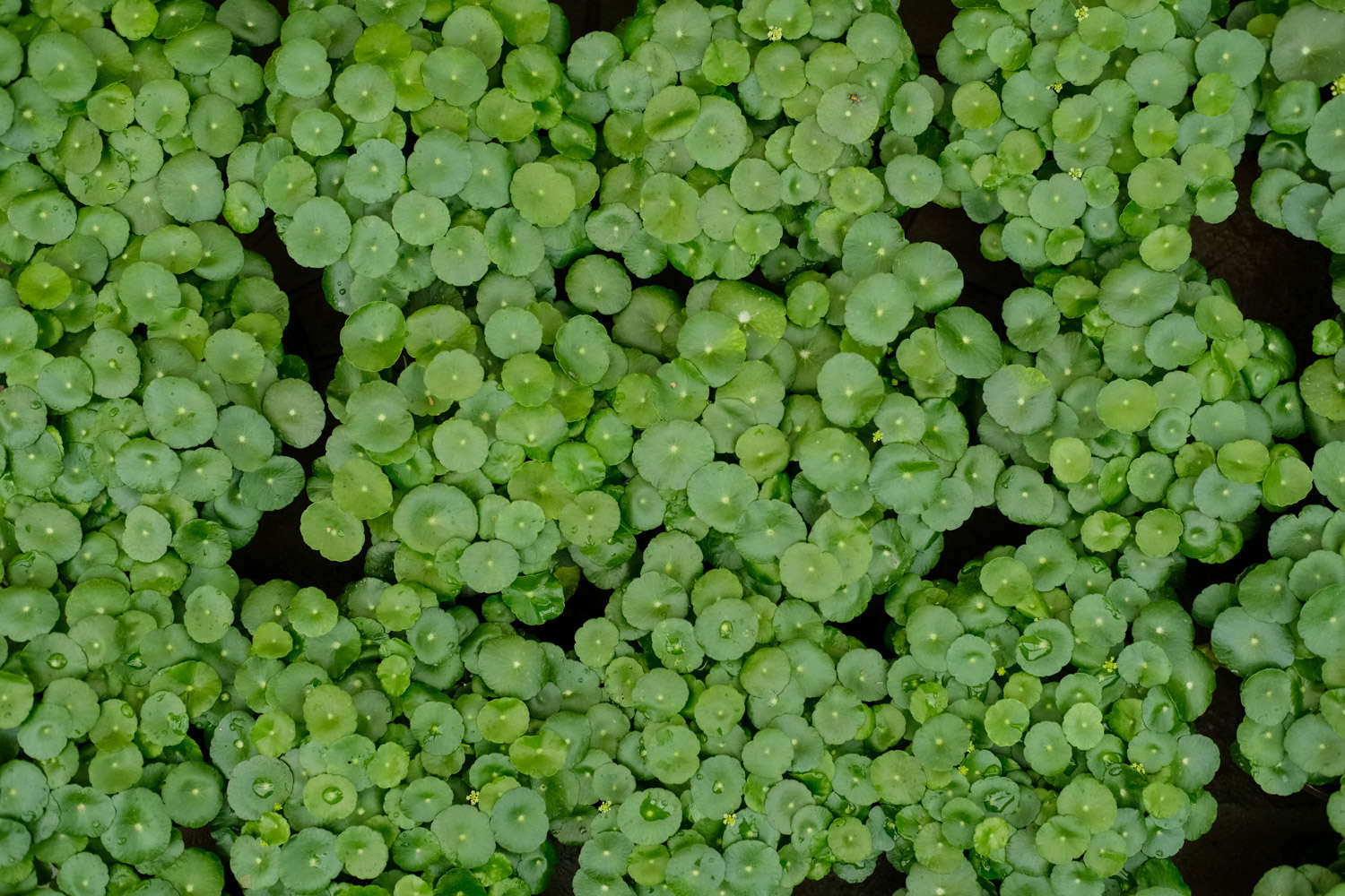 水培銅錢草葉子發黃是什么原因