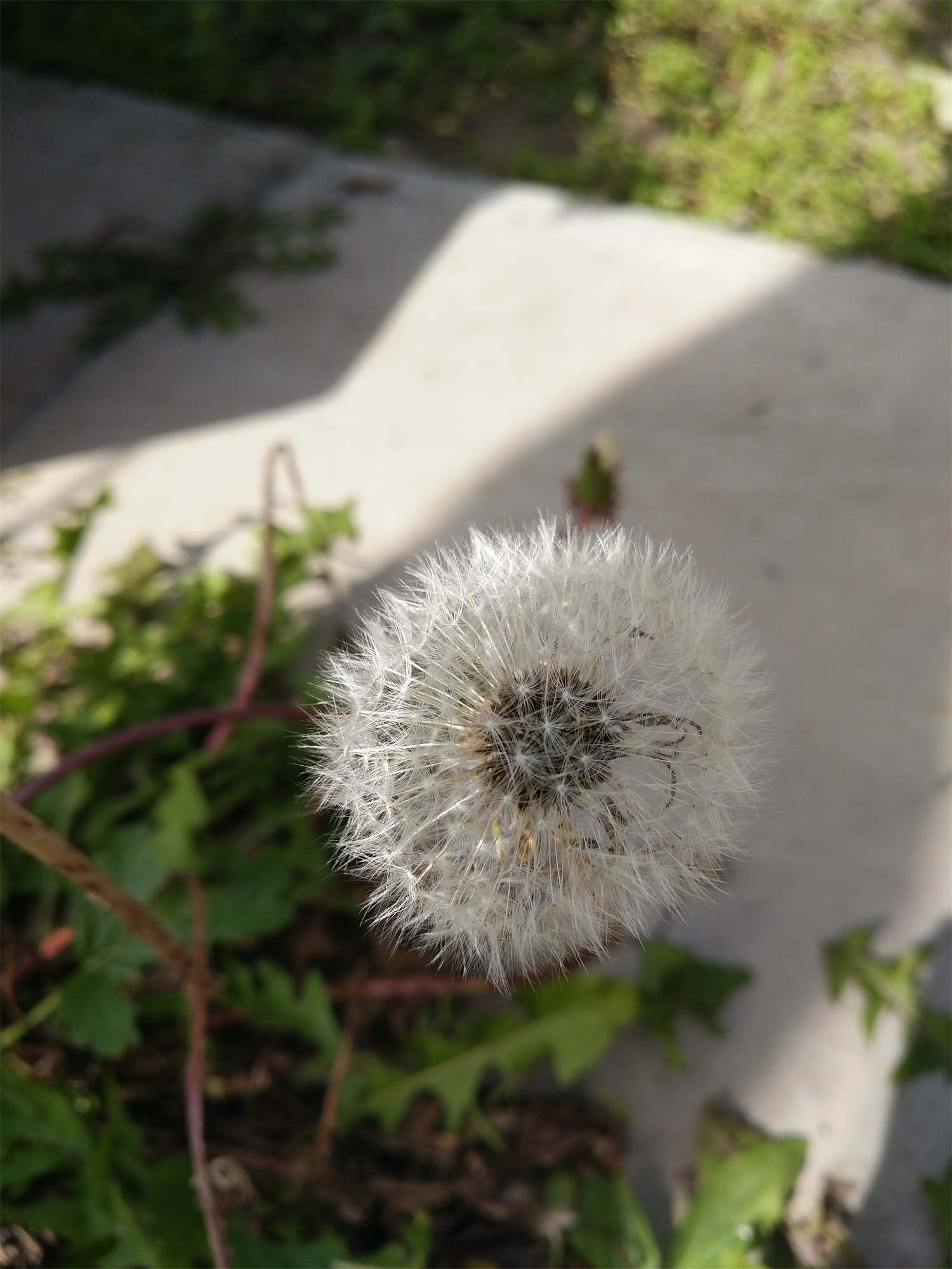 蒲公英的種植方法