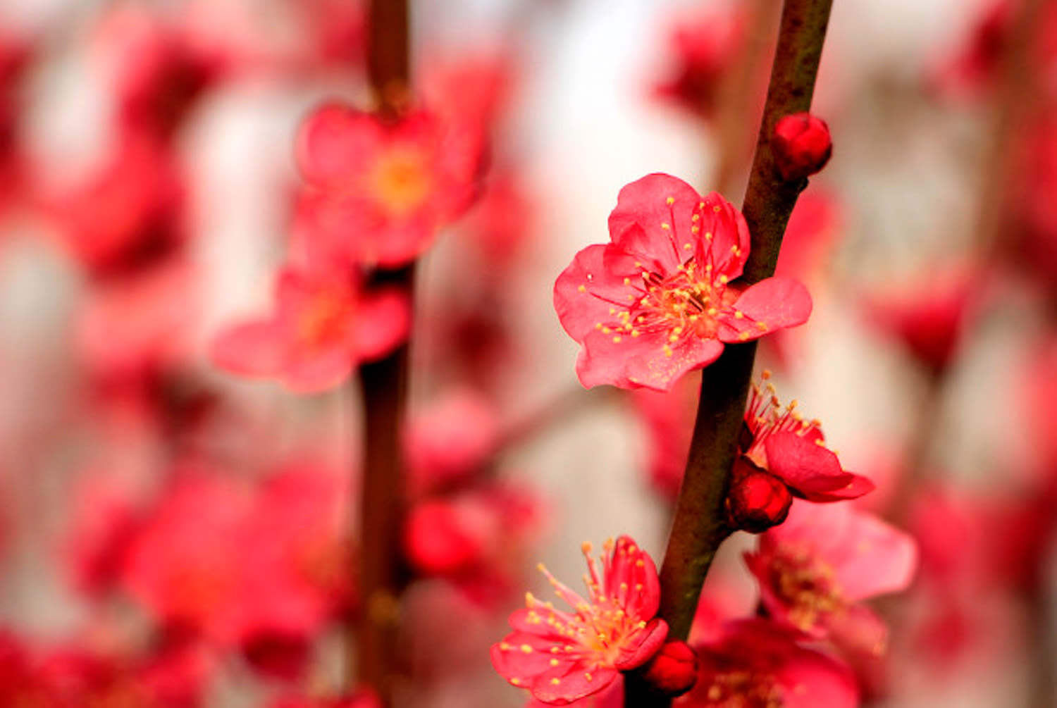 梅花為什么不開花