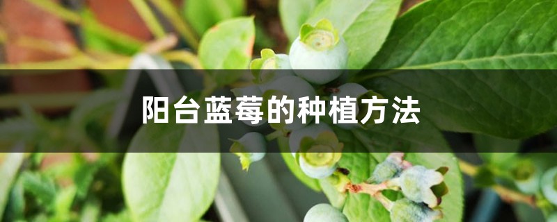 <strong>陽臺藍莓的種植方法</strong>